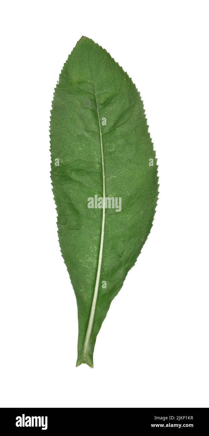 Ragwort à feuilles larges - Senecio sarracénicus Banque D'Images