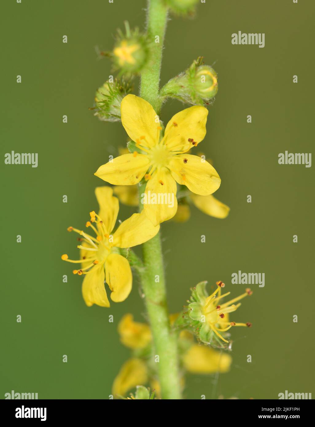 - Agrimony Agrimonia eupatoria Banque D'Images