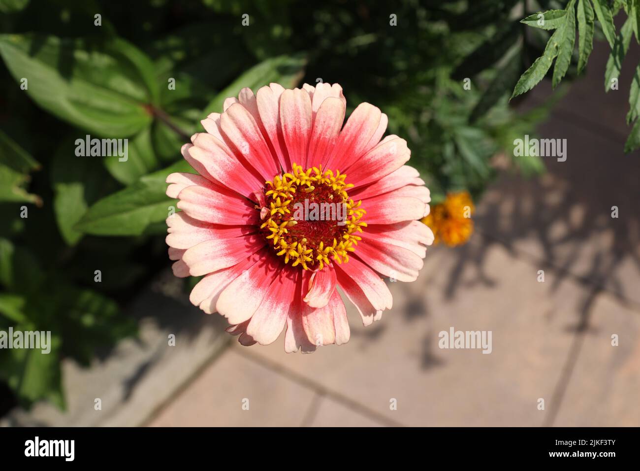 Fleur naturelle isolée de zinnia sur fond vert. Banque D'Images