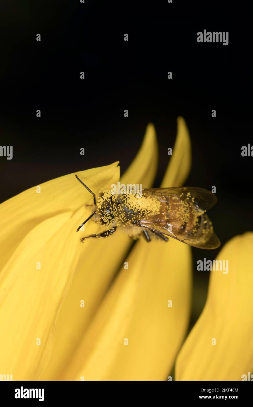 Abeille sur un tournesol Banque D'Images