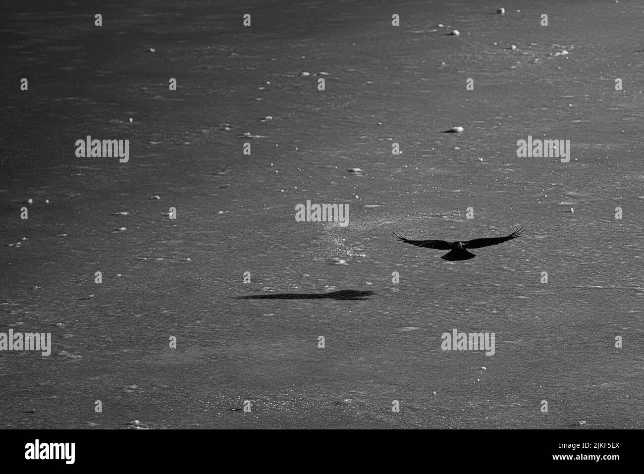 Une photo en niveaux de gris d'une silhouette aigle Banque D'Images