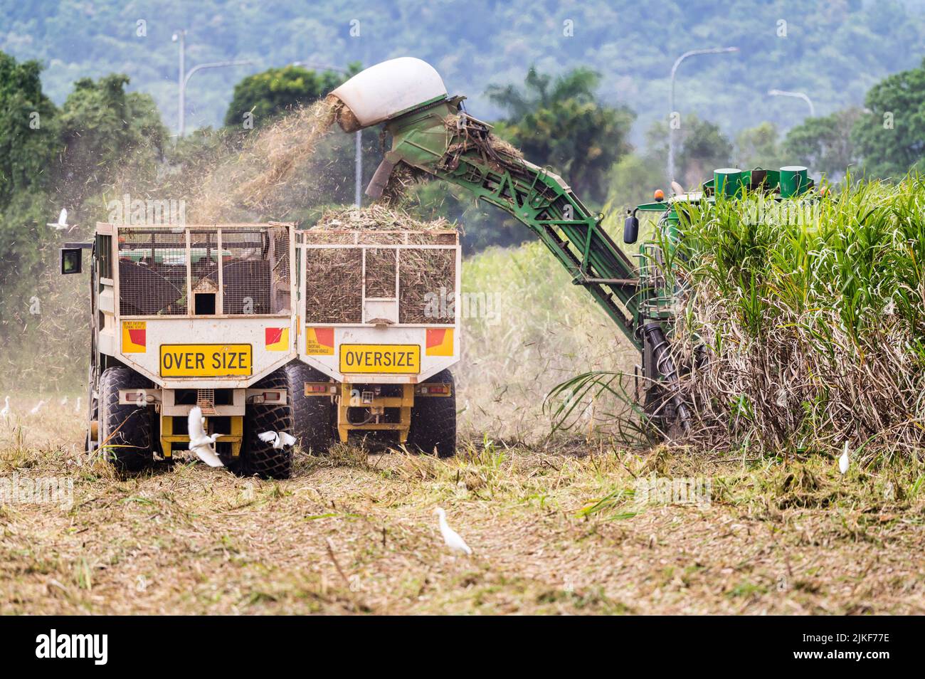 Les travailleurs agricoles de canne à sucre dans une récolteuse de canne et une poubelle à canne suivante lorsqu'ils se déplacent vers le haut et le bas du champ récoltant de la canne mûre à Cairns, Queensland, en Australie. Banque D'Images