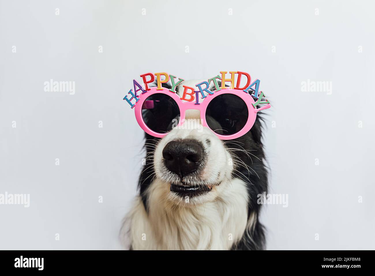 Concept de fête d'anniversaire. Drôle mignon chien chien bordure collie portant anniversaire lunettes silly isolé sur fond blanc. Chien le jour de l'anniversaire Banque D'Images