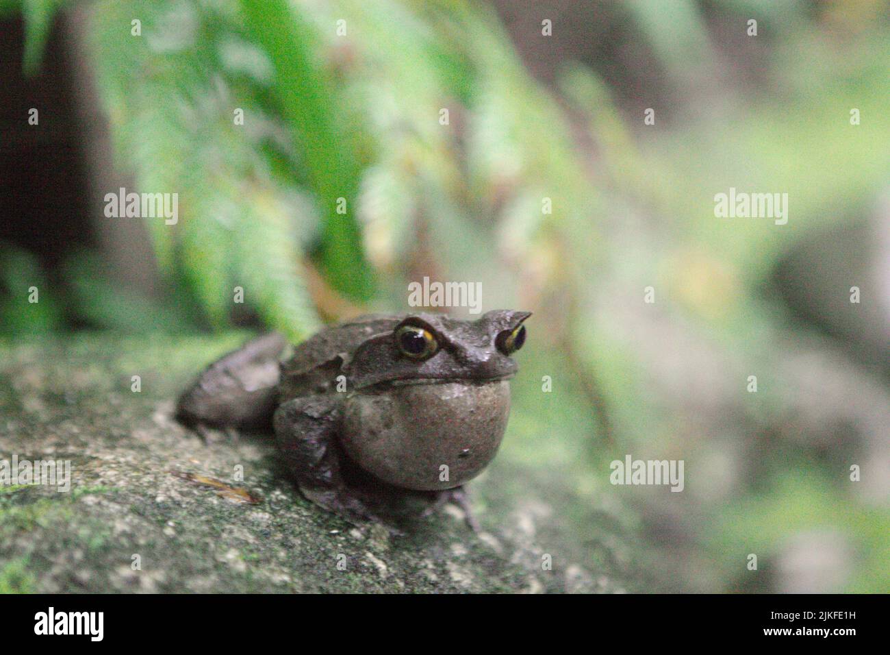 Grenouille à cornes malaisiennes, également connue sous le nom de grenouille à cornes longues ou grenouille à feuilles malaisiennes (Megophyris nasuta) au jardin botanique du Mont Kinabalu, dans le parc Kinabalu, Ranau, Sabah, Malaisie. Banque D'Images