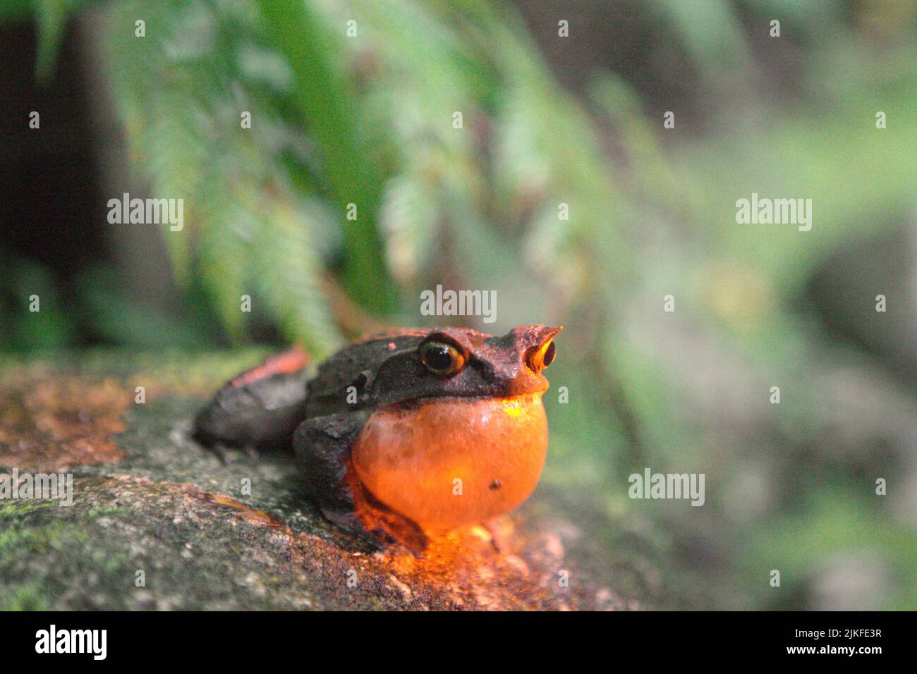 Grenouille à cornes malaisiennes, également connue sous le nom de grenouille à cornes longues ou grenouille à feuilles de Malaisie (Megophyris nasuta) éclairée par une torche légère au jardin botanique du Mont Kinabalu, dans le parc Kinabalu, Ranau, Sabah, en Malaisie. Banque D'Images