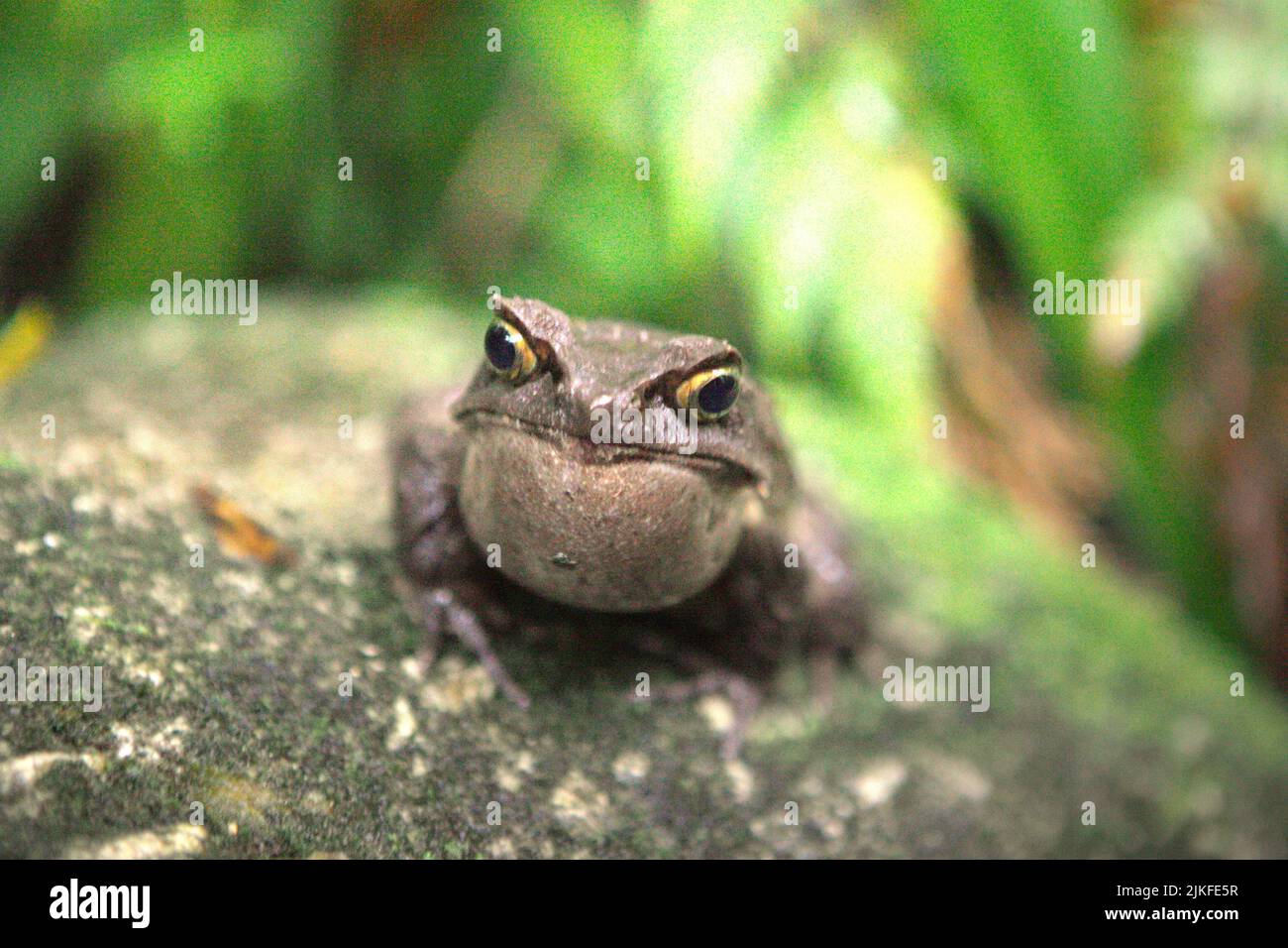 Grenouille à cornes malaisiennes, également connue sous le nom de grenouille à cornes longues ou grenouille à feuilles malaisiennes (Megophyris nasuta) au jardin botanique du Mont Kinabalu, dans le parc Kinabalu, Ranau, Sabah, Malaisie. Banque D'Images