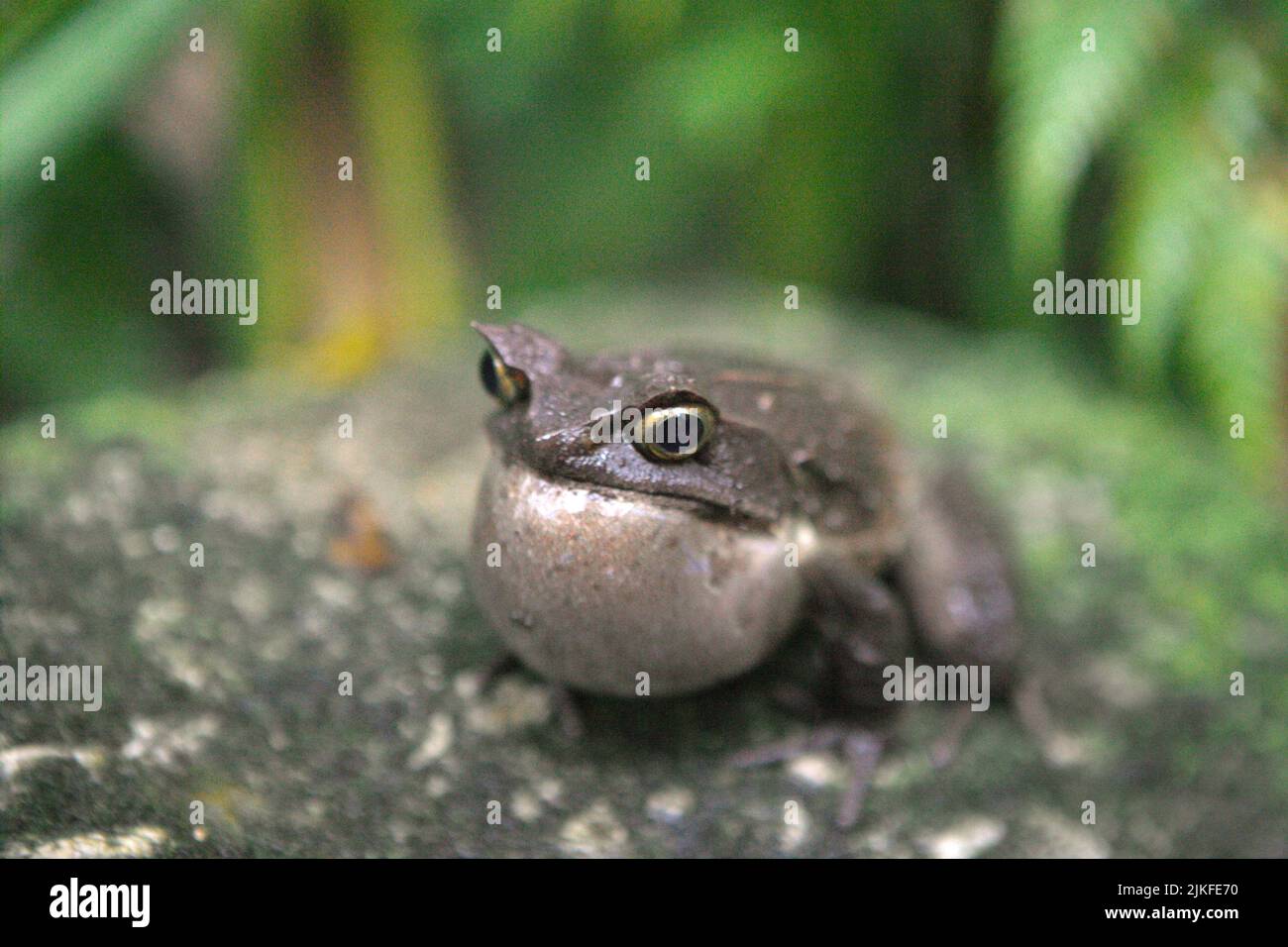 Grenouille à cornes malaisiennes, également connue sous le nom de grenouille à cornes longues ou grenouille à feuilles malaisiennes (Megophyris nasuta) au jardin botanique du Mont Kinabalu, dans le parc Kinabalu, Ranau, Sabah, Malaisie. Banque D'Images