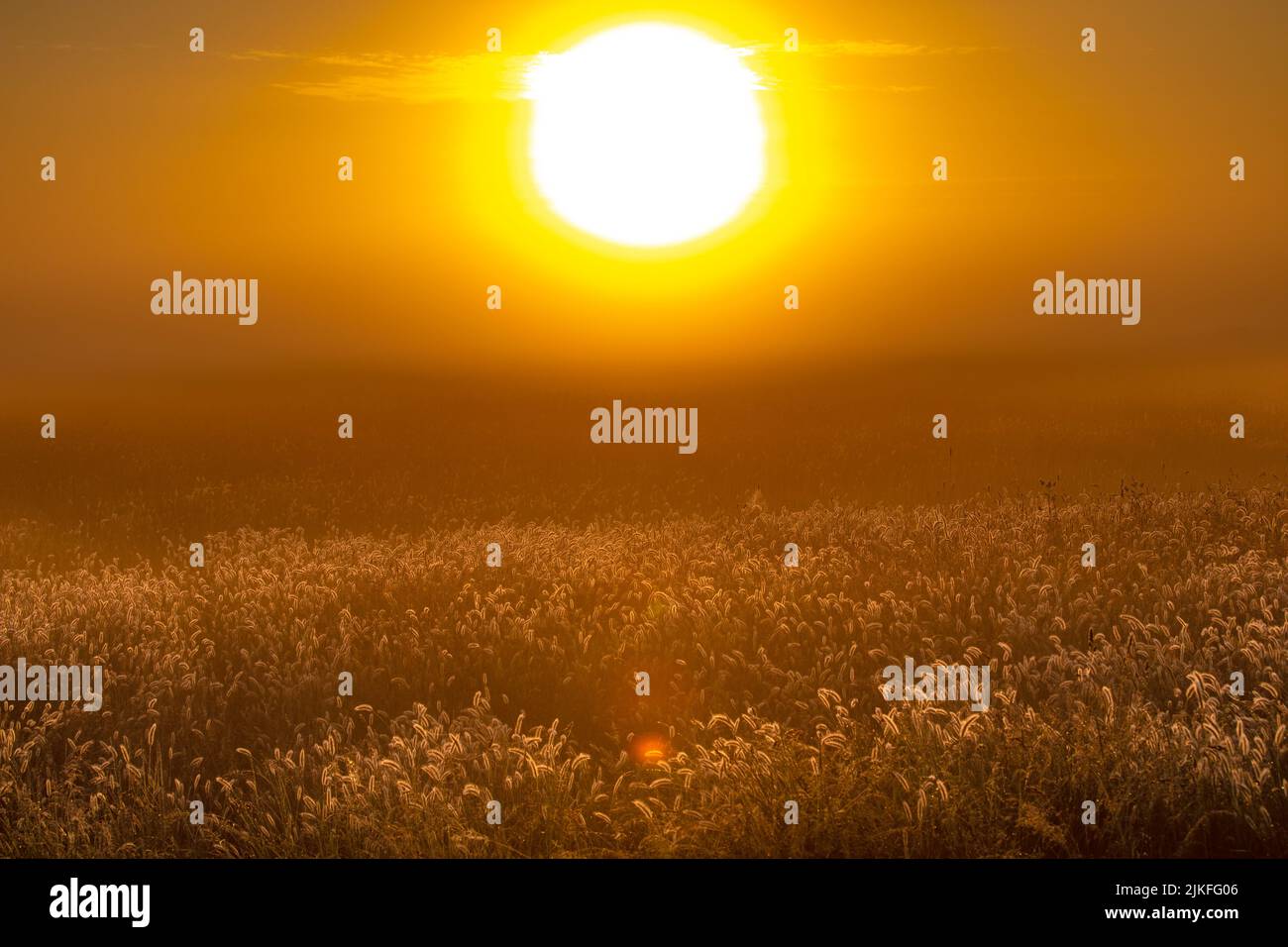 Champ de blé au soleil du matin à Bois-de-Céné, France Banque D'Images