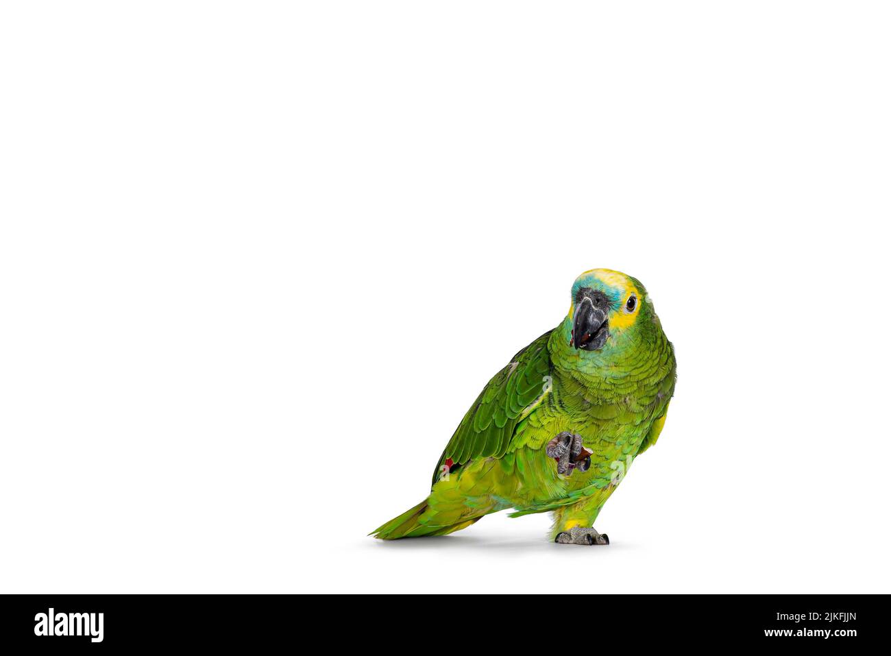 Perroquet Amazone bleu ou turquoise, alias Amazona aestiva, assis face à l'avant. Écrou dans une patte. Regarder avec un seul œil l'appareil photo. Isolé sur un Banque D'Images