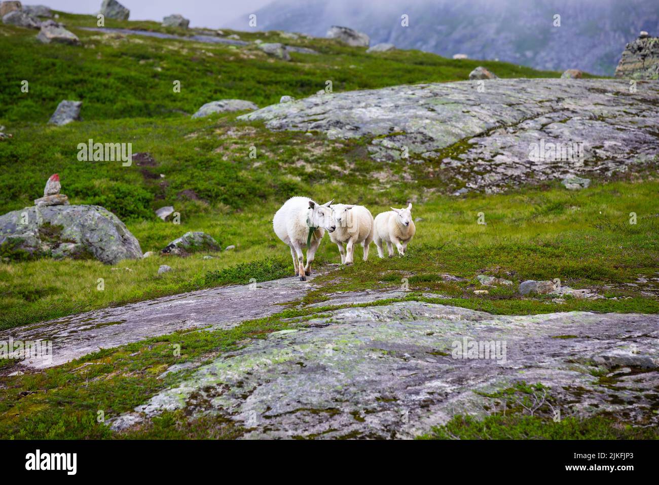 Moutons norvégiens sur la montagne à Valldal, Norvège Banque D'Images