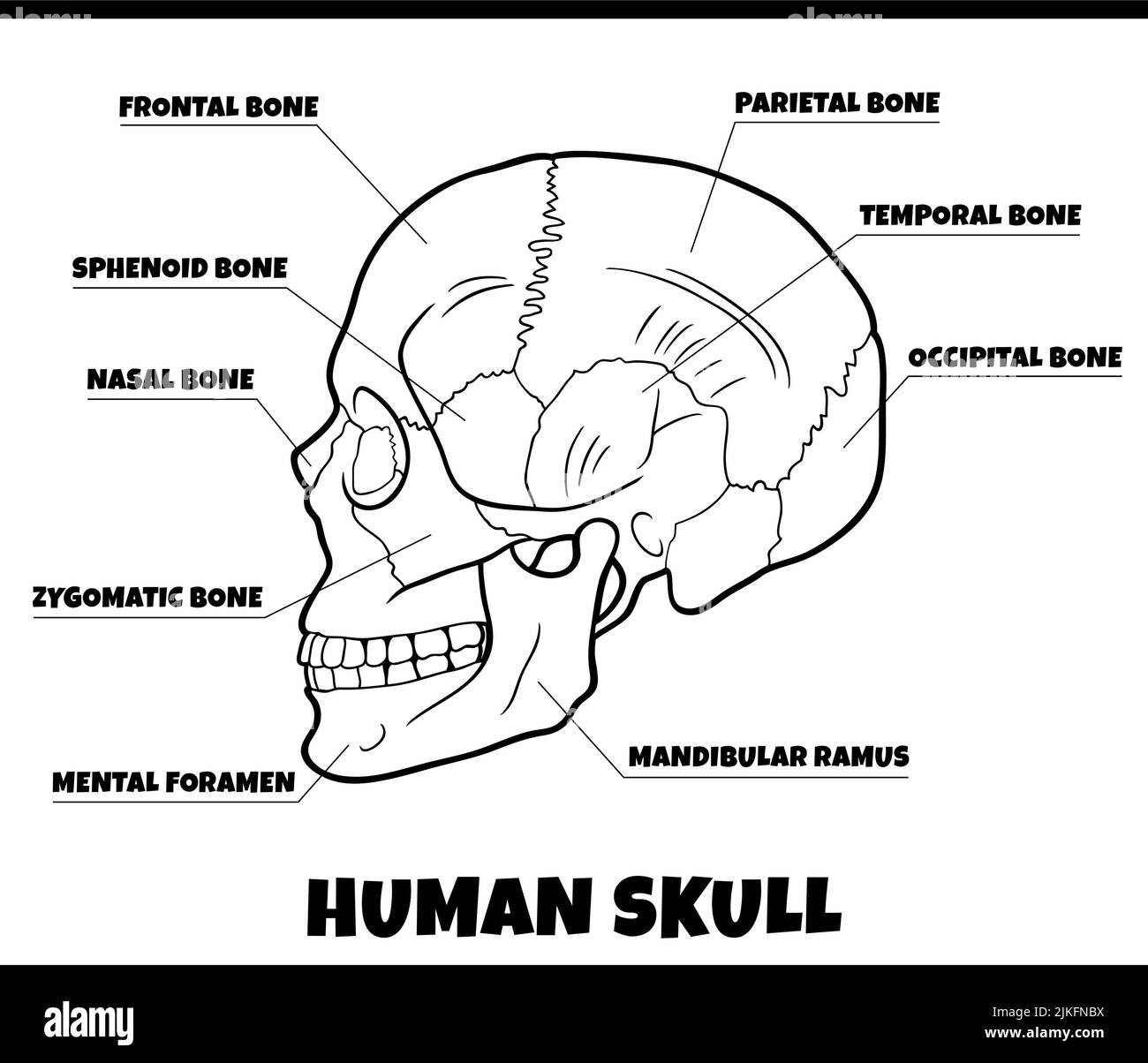 illustration en noir et blanc du schéma anatomique du crâne des os humains Illustration de Vecteur
