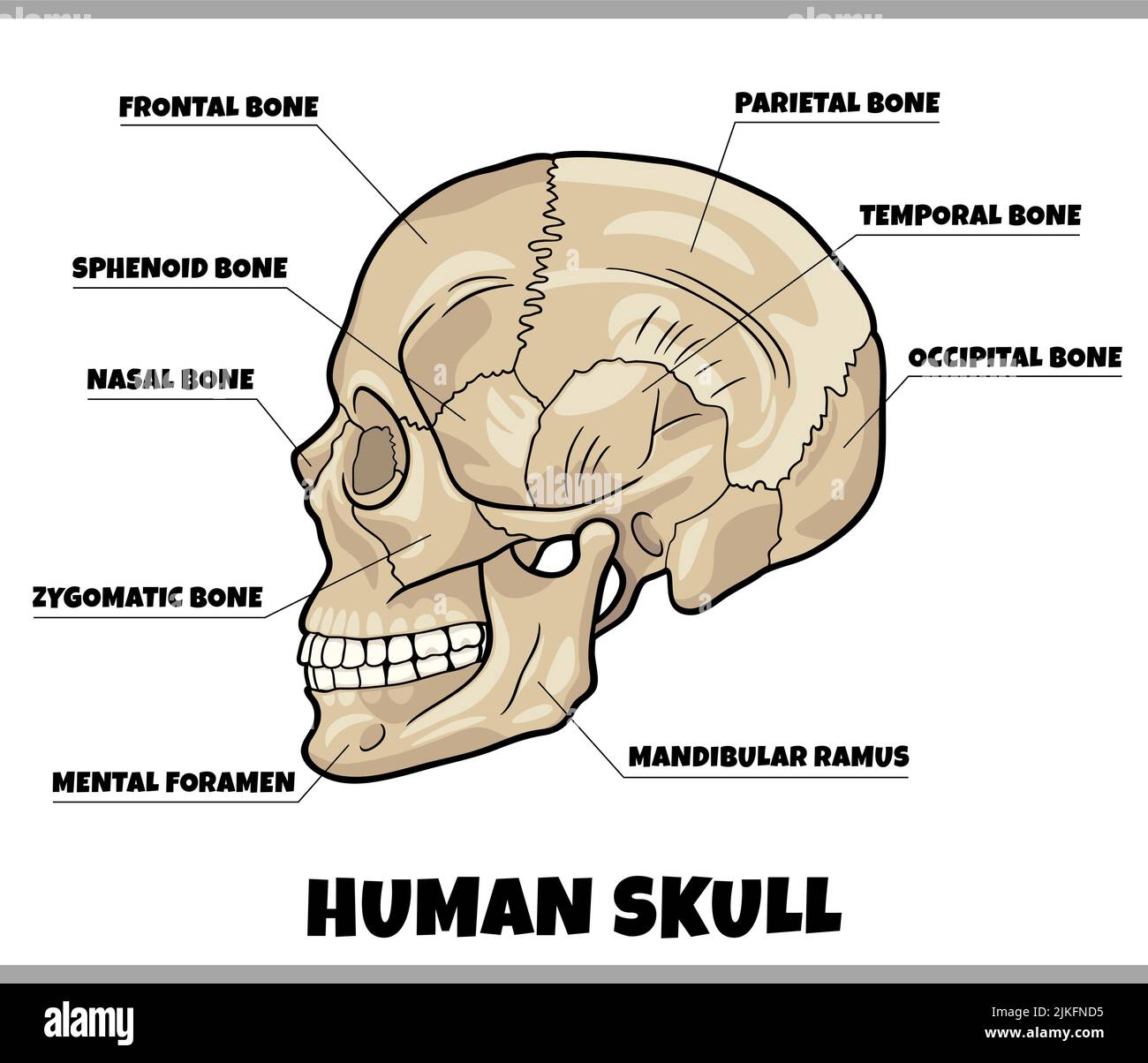 illustration du schéma anatomique des os du crâne humain Illustration de Vecteur