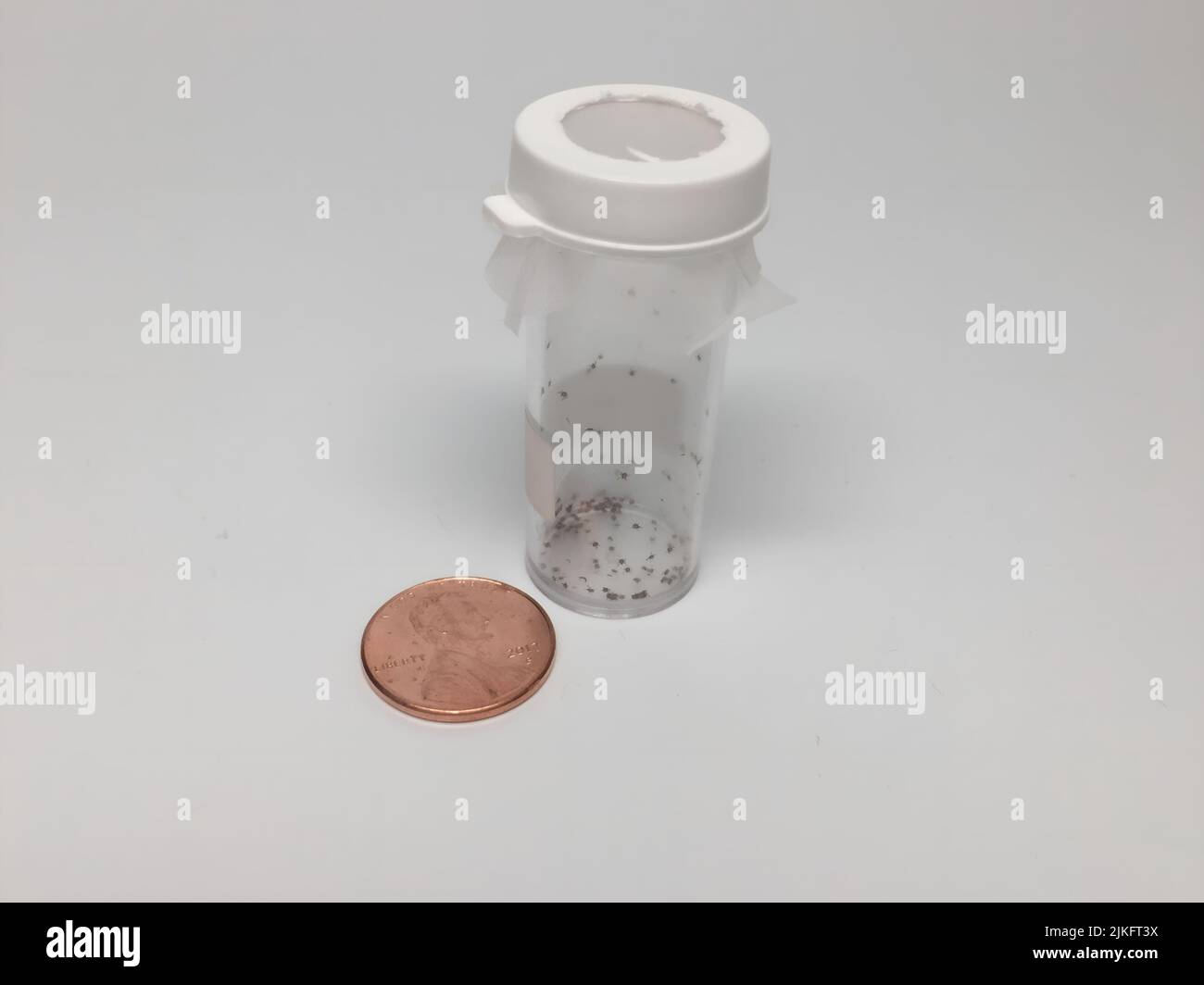Un flacon de tiques juvéniles, ou et lti et gtIxodes scapularis et lt/i et gt, utilisé dans la recherche du NIAID menée au Centre de recherche clinique des NIH, se trouve à côté d'un penny. Les tiques de cerf sont également appelées tiques à pattes noires et peuvent transmettre l'agent pathogène qui cause des maladies transmises par les tiques comme la babésiose et la maladie de Lyme. Crédit : NIAID Banque D'Images