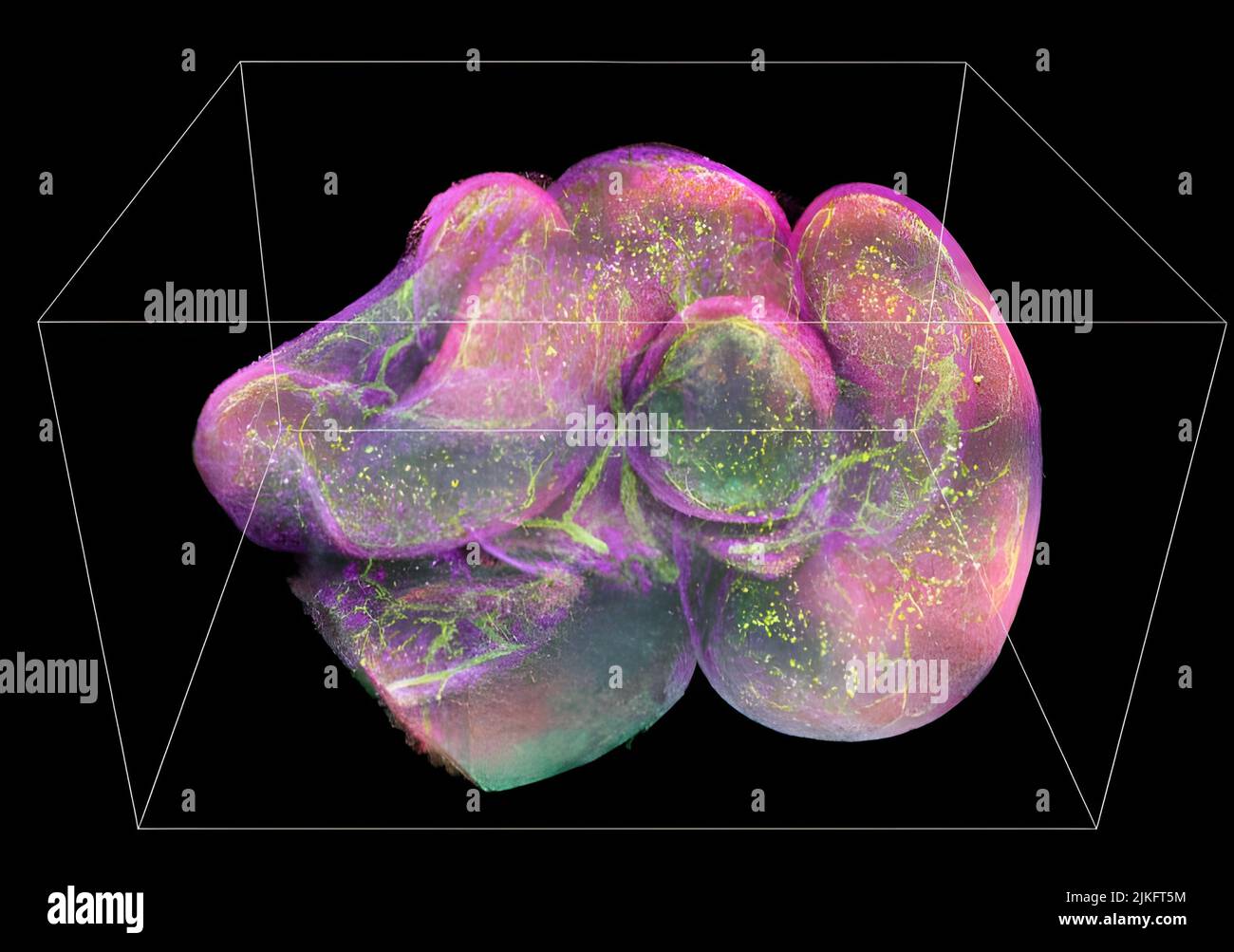 Les scientifiques ont développé de nouvelles techniques de traitement d'image pour microscopes qui peuvent réduire le temps de post-traitement de plusieurs milliers de fois. Les chercheurs viennent des National Institutes of Health avec des collaborateurs de l'Université de Chicago et de l'Université Zhejiang, en Chine. Banque D'Images