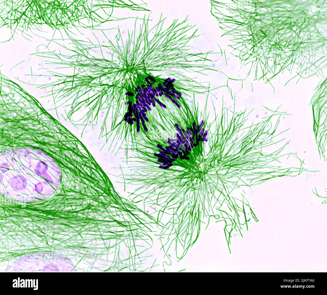 Cette cellule de porc se divise. Les chromosomes (pourpre) ont déjà été répliqués et les doublons sont séparés par des fibres dans le squelette cellulaire appelé microtubules (vert). Les études sur la division cellulaire fournissent des connaissances essentielles pour faire progresser la compréhension de nombreuses maladies humaines, y compris le cancer et les anomalies congénitales. Banque D'Images