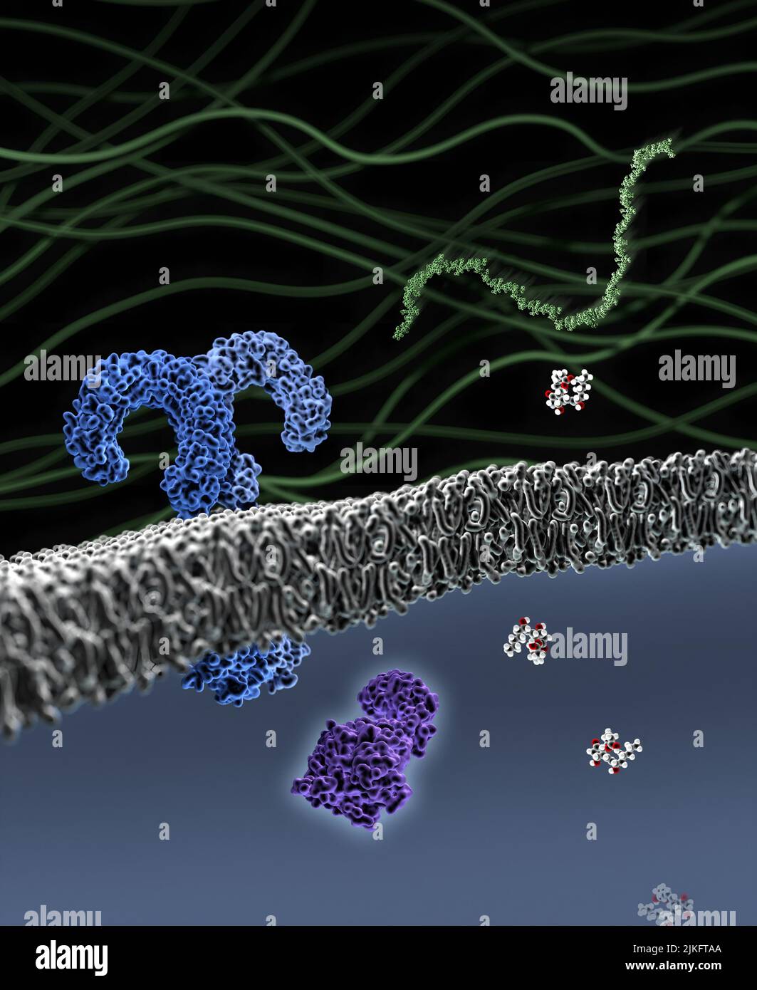 Ce détail d'une œuvre créée pour la couverture 2014 du Journal of Biological Chemistry montre la matrice extracellulaire, la bicouche lipidique et les composants cellulaires. Banque D'Images