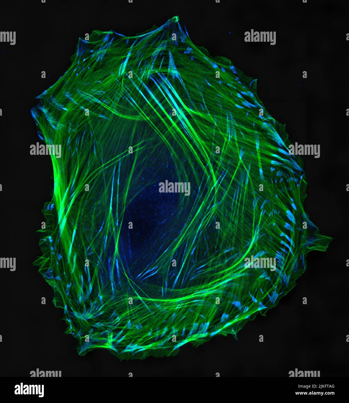 Cellule de muscle lisse embryonnaire. Cytosquelette d'actine (vert) et vinculine marqués par immunofluorescence dans les adhérences cellulaires (bleu). Microscopie confocale à balayage laser. Banque D'Images
