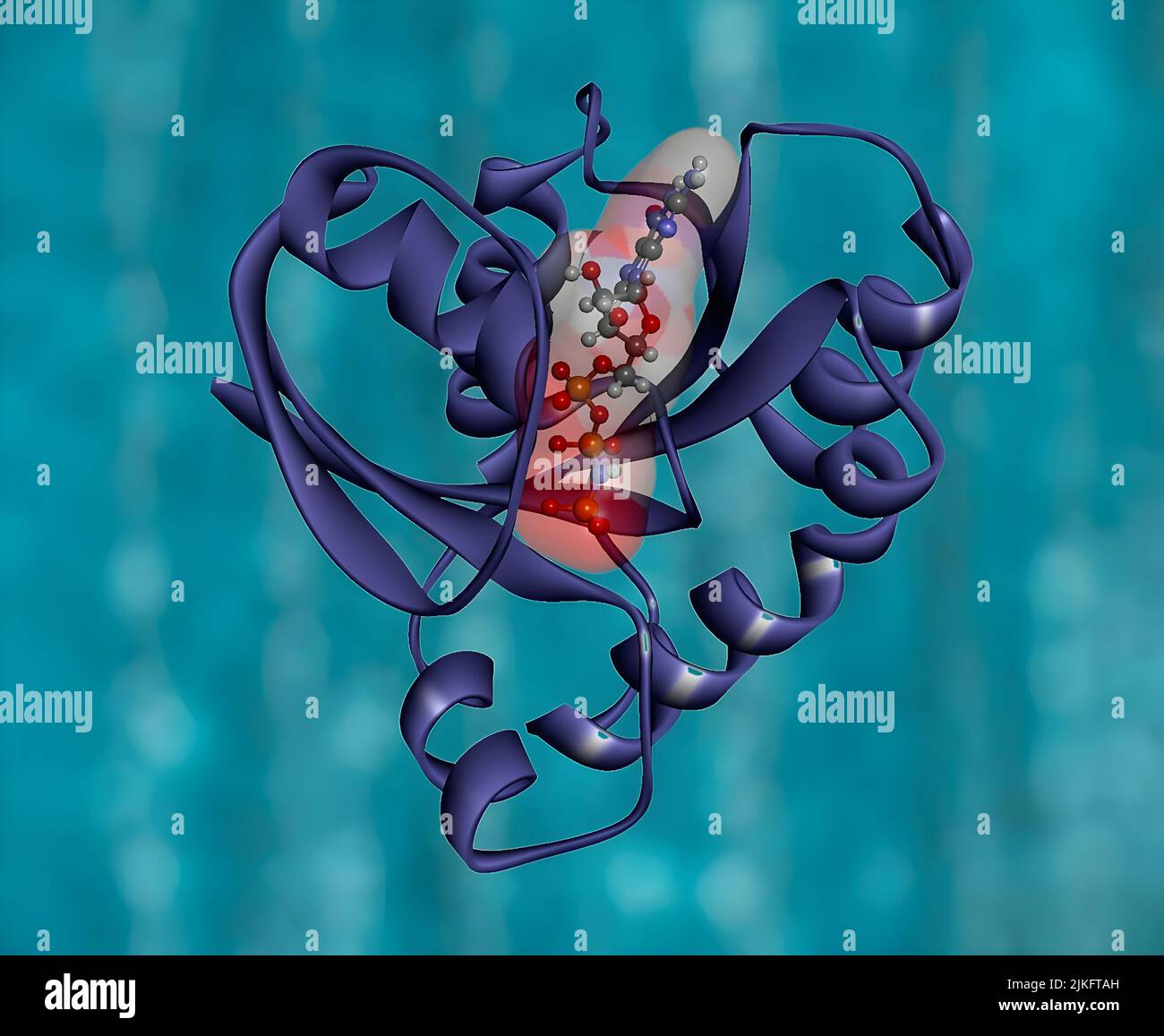 Dans une étude sur un traitement immunitaire contre le cancer colorectal impliquant un seul patient, une équipe de chercheurs du National cancer Institute (NCI) a identifié une méthode visant à cibler la protéine cancérigène produite par une forme mutante du gène KRAS. Cette immunothérapie ciblée a entraîné une régression du cancer chez le patient à l'étude. La découverte est publiée sur 8 décembre 2016 dans le New England Journal of Medicine. Banque D'Images