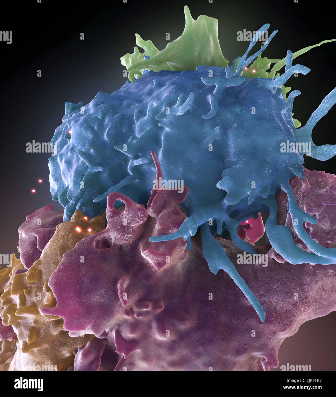 3D structure des lymphocytes T infectés par le VIH (bleu, vert) et non infectés (marron, violet) Banque D'Images