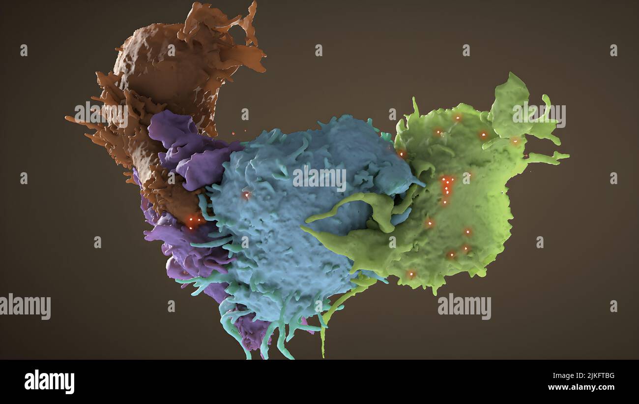 3D structure des lymphocytes T infectés par le VIH (bleu, vert) et non infectés (marron, violet) Banque D'Images