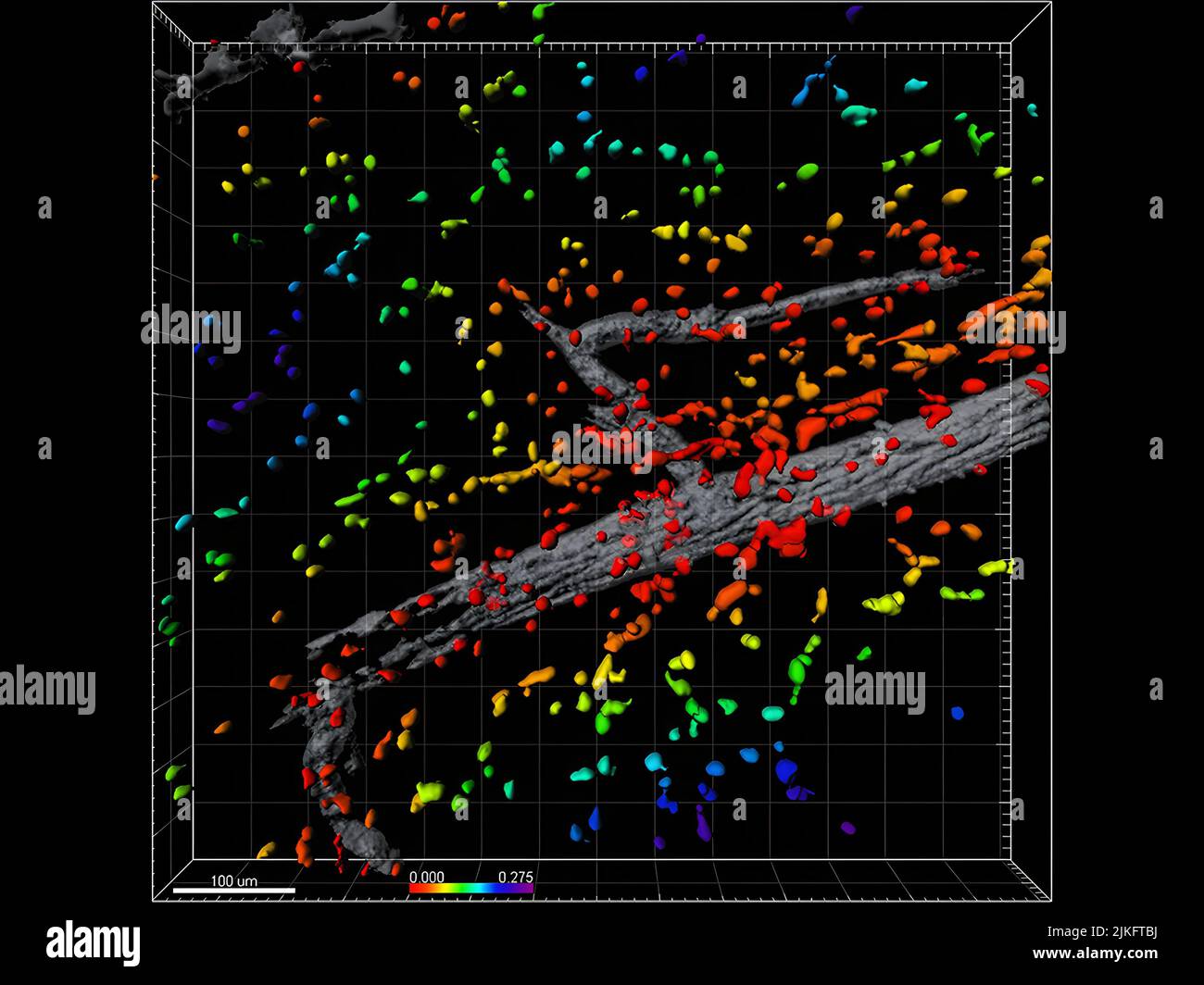 Dans un modèle de souris, les chercheurs ont mis au point un moyen d'attirer les cellules immunitaires au site de la blessure et de favoriser la formation de nouveaux vaisseaux sanguins. L'étude suggère que nous devrions tirer profit des propres réponses du corps pour la réparation et la régénération des tissus. Les vaisseaux sanguins (gris) s'élargissent et se brantent dans les zones où un grand nombre de monocytes anti-inflammatoires (points multicolores) ont été recrutés par la molécule de signalisation SDF-1a. Banque D'Images