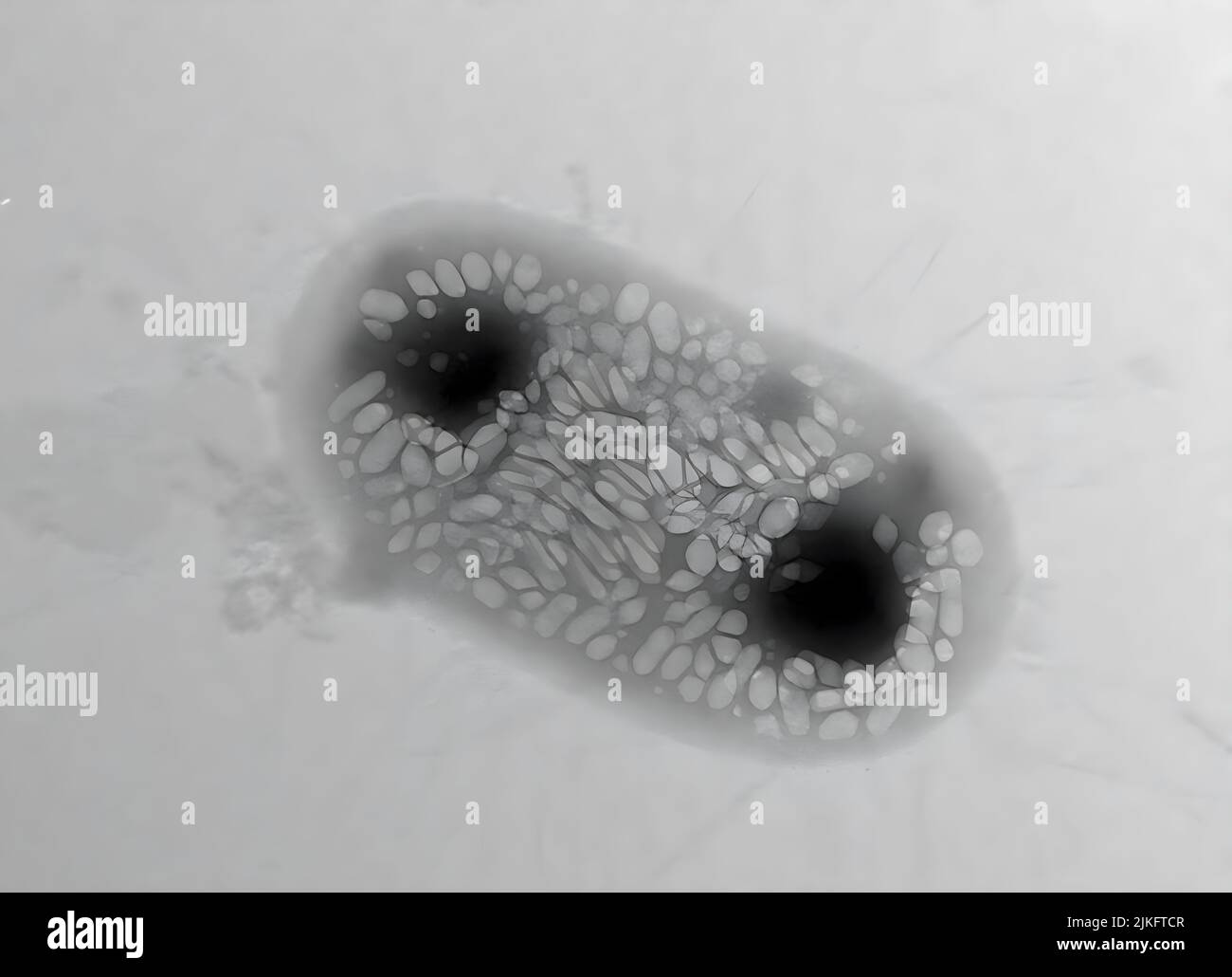 Cette image est une image de micrographe électronique de transmission (TEM) d'une seule bactérie commensale, E. coli Nissle 1917, qui a été génétiquement modifiée pour exprimer des nanostructures protéiques remplies de gaz appelées vésicules de gaz. La cellule mesure environ 2 micromètres de long et les structures plus claires à l'intérieur sont des vésicules de gaz individuelles. Banque D'Images