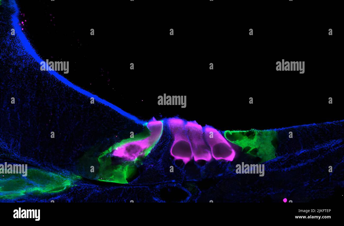 Le séquençage de l'ARN à cellule unique a aidé les scientifiques à cartographier le développement des cellules sensorielles (roses) de la chevelure dans la cochlée d'une souris du nouveau-né. Banque D'Images