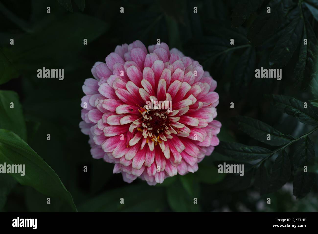 Fleur naturelle isolée de zinnia sur fond vert. Banque D'Images