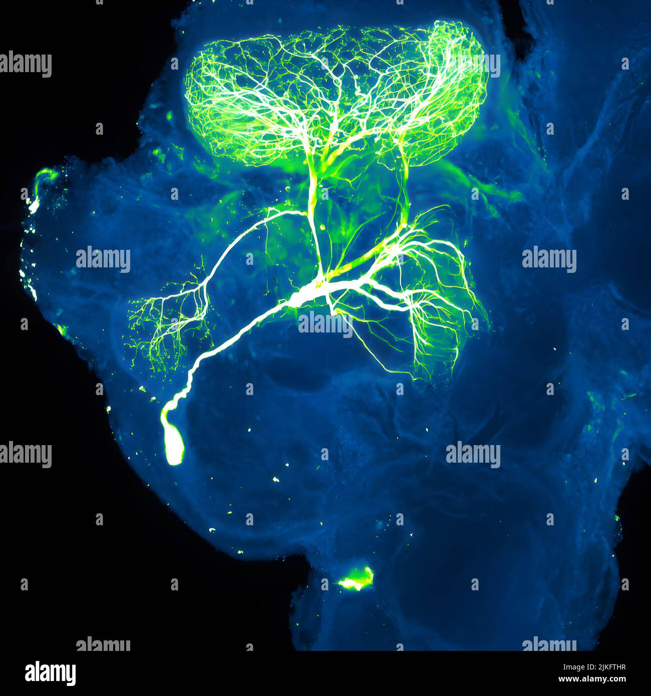 Un neurone (vert et blanc) dans un cerveau d'insecte (bleu). Banque D'Images