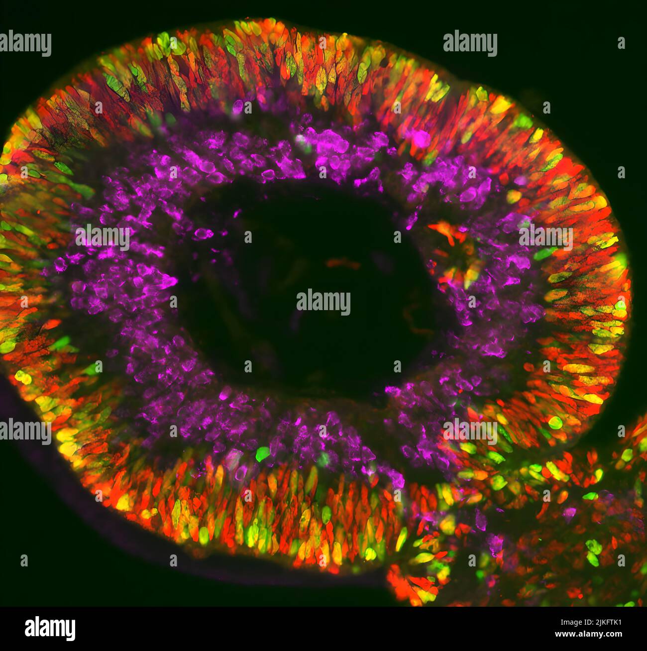 Une compétition pour des idées radicales dans la lutte contre la cécité va passer à la phase suivante en mettant les participants au défi de construire des prototypes de retinas humaines en fonctionnement. Le défi 3-D Retina Organoid de l'Institut National de l'œil (NEI 3-D ROC 2020) est un concours fédéral de $1 millions conçu pour créer des rétines humaines cultivées en laboratoire à partir de cellules souches. Les organoïdes développés pour la compétition imiteront la structure, l'organisation et la fonction de la rétine humaine, le tissu sensible à la lumière à l'arrière de l'œil. Banque D'Images