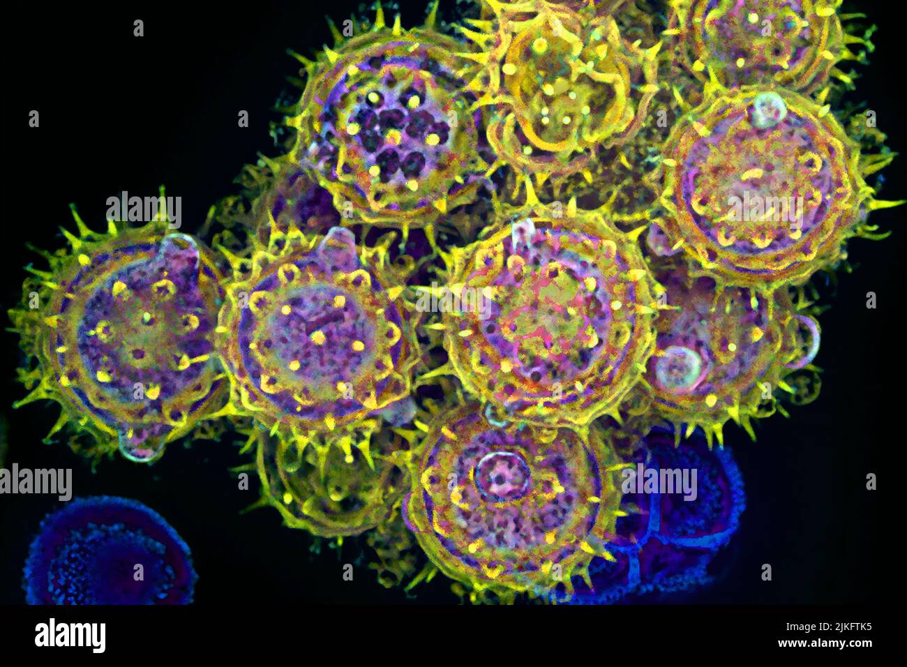 Ceux d'entre nous qui éternuent et qui démangent les yeux chaque printemps ou chaque automne peuvent avoir des grains de pollen, comme ceux montrés ici, à blâmer. Les grains de pollen sont les cellules germinales mâles des plantes, libérées pour fertiliser les parties femelles correspondantes de la plante. Lorsqu'ils sont inhalés dans les voies nasales humaines, ils peuvent prévenir les allergies. Banque D'Images