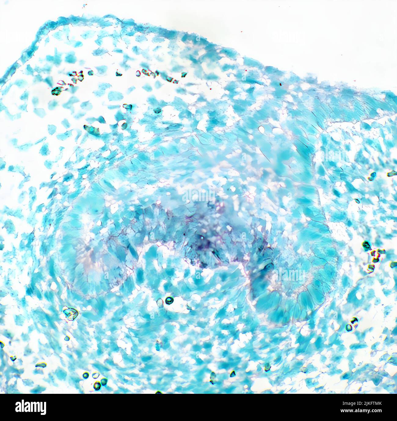 L'hybridation in situ montre que p21 est exprimé dans le nœud primaire de l'émail du germe de dent de type sauvage à E14,5. Banque D'Images