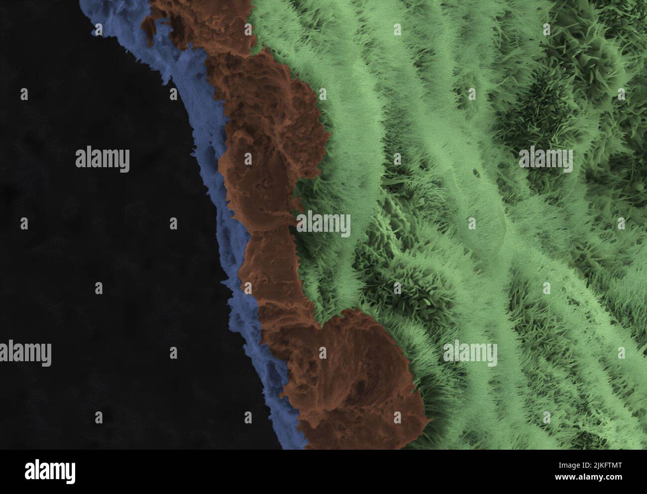 Une image micrographique électronique à balayage montre une monocouche EPR polarisée sur un échafaudage biodégradable. L'image est accélérée pour mettre en évidence l'échafaudage en bleu, trois cellules RPE (marron) et le processus apical des cellules monocouches RPE est vert clair. Banque D'Images