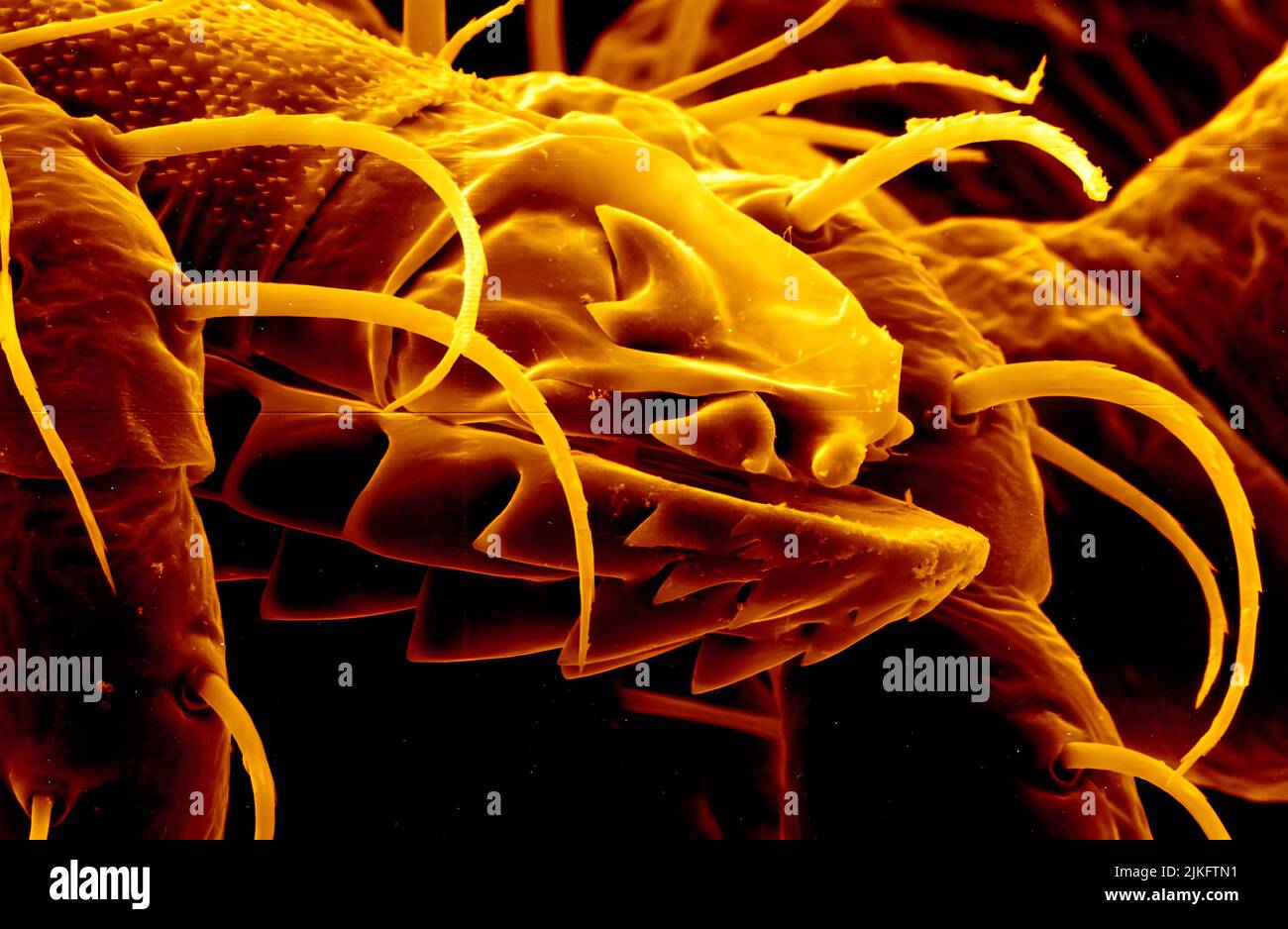 Cette image montre comment la conception de la bouche rend les tiques généralement difficiles à retirer une fois qu'ils se fixent à l'alimentation. Banque D'Images