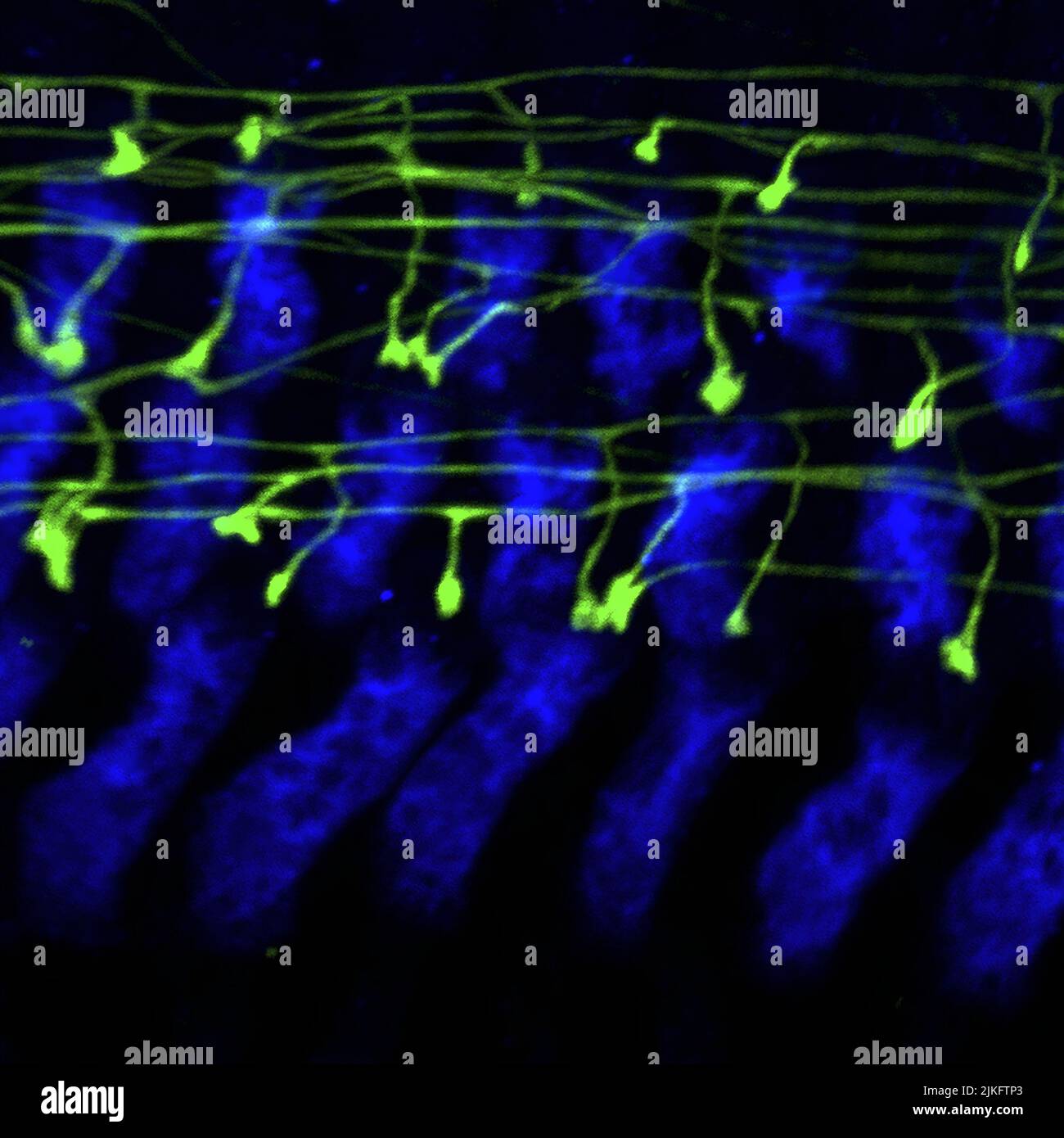 Les neurones de type II (verts) de la cochlée de la souris entrent en contact avec de nombreuses cellules de cheveux, mais ne représentent qu'une petite fraction de neurones dans le nerf auditif, le nerf qui transmet des informations sonores de l'oreille au cerveau . Les scientifiques commencent tout juste à étudier le rôle des neurones de type II dans l'audition. Banque D'Images