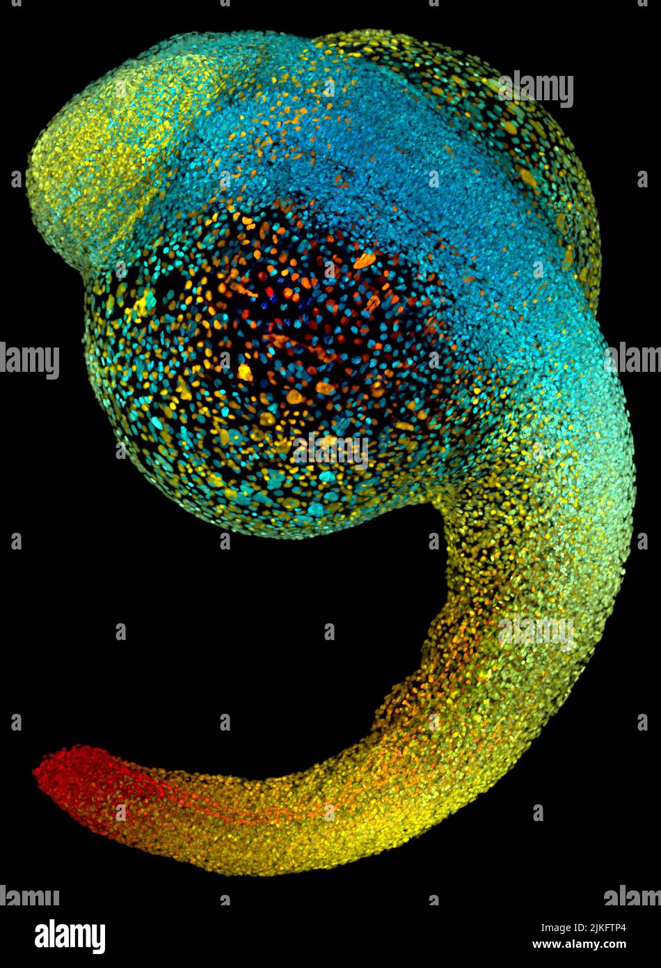 Seulement 22 heures après la fécondation, cet embryon de poisson-zèbre prend déjà forme. À 36 heures, tous les organes principaux auront commencé à se former. La croissance rapide du poisson-zèbre et Banque D'Images