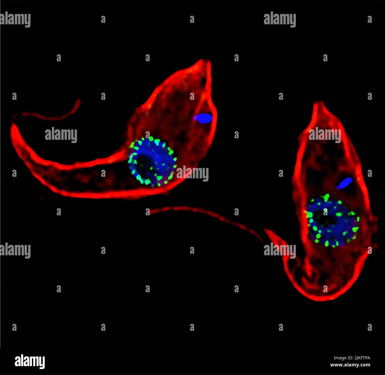 Trypanosoma brucei est un parasite unicellulaire qui cause la maladie du sommeil chez les humains. Les négatifs scientifiques étudient depuis un certain temps les trypanosomes en raison de leurs effets sur la santé humaine et animale, en particulier en Afrique subsaharienne. En outre, comme ces organismes ont évolué sur une voie distincte des animaux et des plantes il y a plus d'un milliard d'années, les chercheurs étudient les trypanosomes pour découvrir quels sont les caractères communs ou différents de ceux d'autres eucaryotes (c.-à-d. les organismes avec un noyau et des mitochondries). Cette image montre la membrane cellulaire de T. Banque D'Images