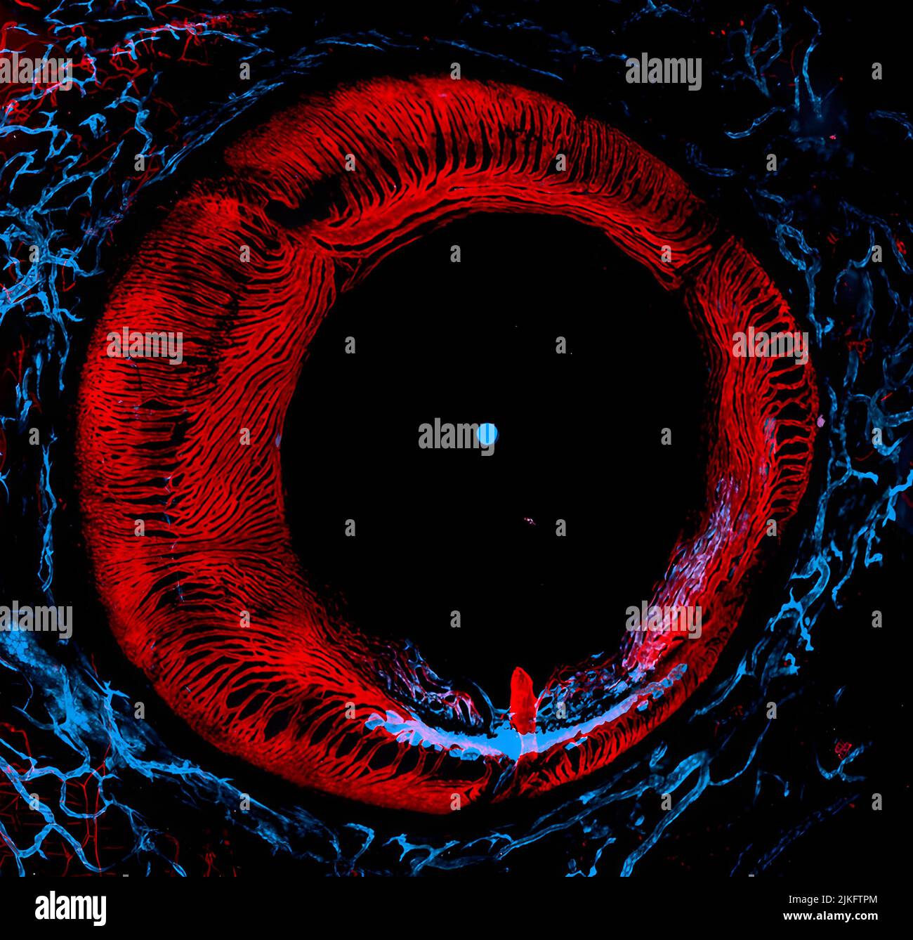 Apprendre comment le sang et les vaisseaux lymphatiques se développent et fonctionnent dans l'œil est important pour comprendre et traiter les maladies et les troubles oculaires chez les personnes. Cette photo d'un poisson-zèbre adulte anesthésié a été prise à l'aide d'un microscope puissant qui utilise des lasers pour éclairer le poisson. L'image montre les vaisseaux sanguins (rouge) et les vaisseaux lymphatiques (bleu) dans l'œil. Cette photo a également remporté l'image de distinction du prix dans le concours du petit monde Nikon. Banque D'Images