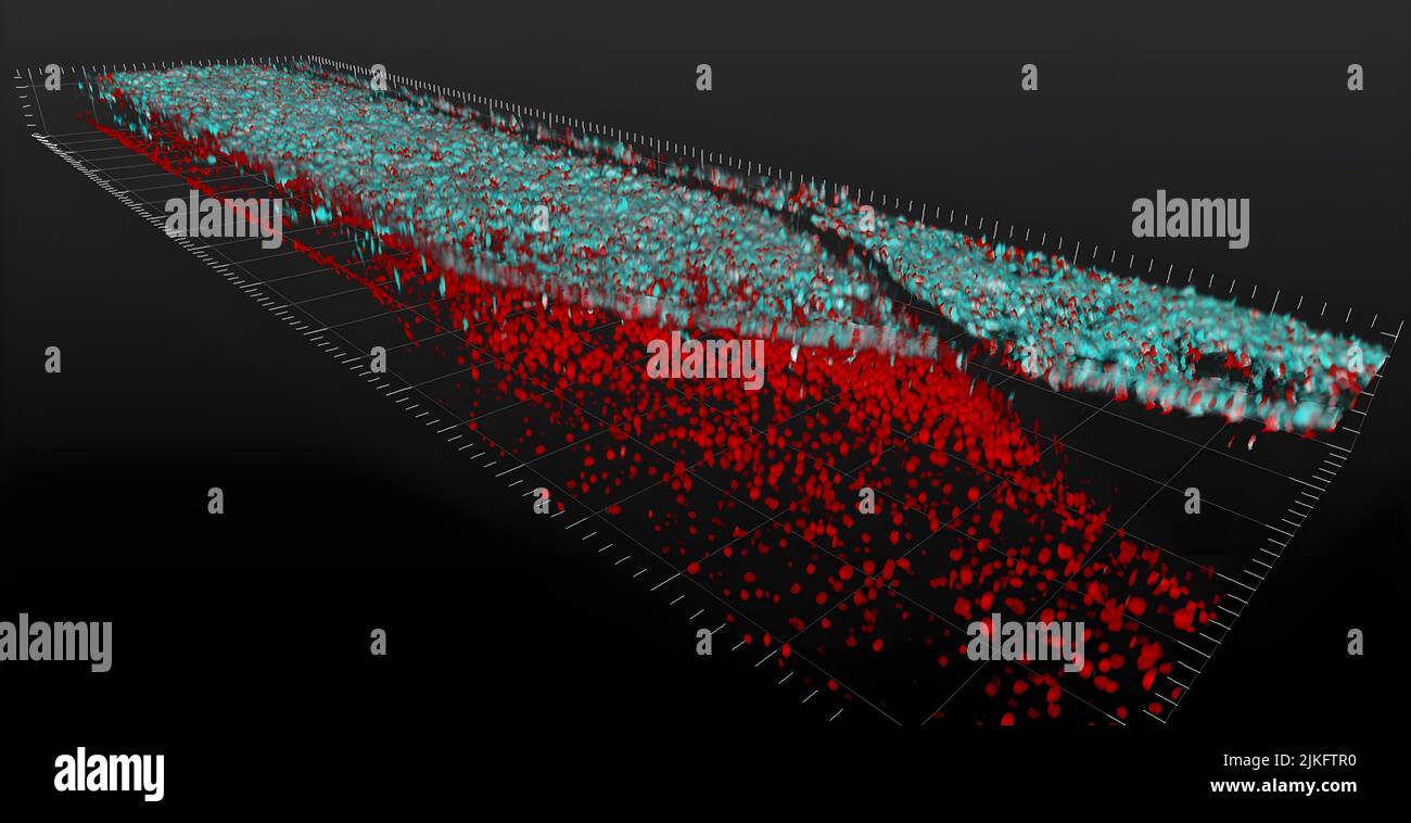 Des couches de cellules nerveuses motrices de la moelle épinière (haut, bleu) et de cellules des vaisseaux sanguins (bas, rouge) interagissent sur une puce de tissu, une plate-forme 3D qui soutient les tissus vivants et les cellules . Banque D'Images