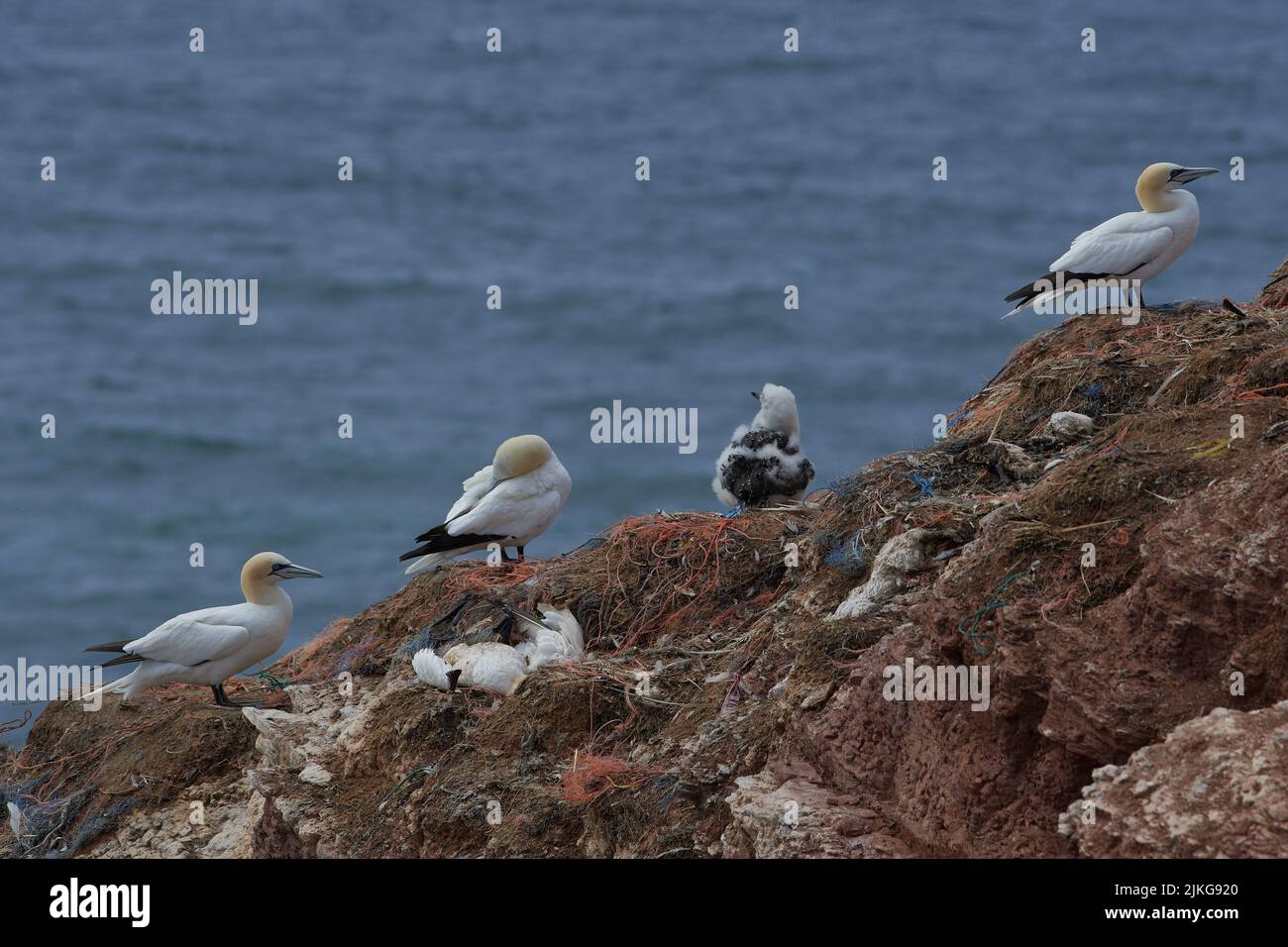 Mort d'oiseau, Vogelsterben durch H5N1, Geflügelpest, gannet du nord, Basstölpel, Morosus bassus, Helgoland, Mer du Nord, Nordsee, allemagne, Allemagne Banque D'Images