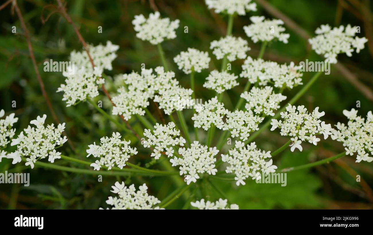 Heracleum mantegazzianum fleur fleur fleur fleur fleur cartwheel-fleur, insectes volant de l'Ouest de l'abeille collectent des achenes de scie, envahissant Banque D'Images