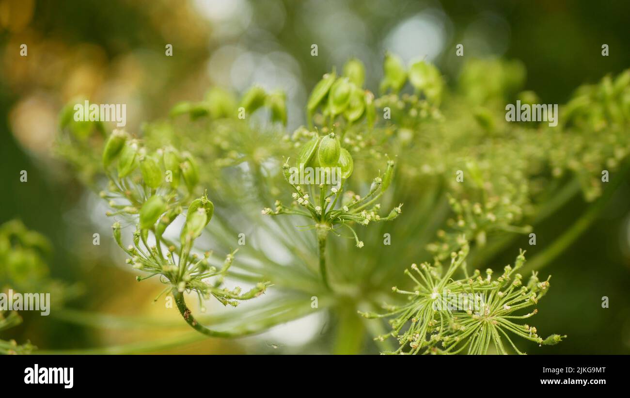 Heracleum mantegazzianum fleur fleur fleur fleur cartwheel-fleur, ouest des insectes volant de l'abeille collectent des achenes Banque D'Images