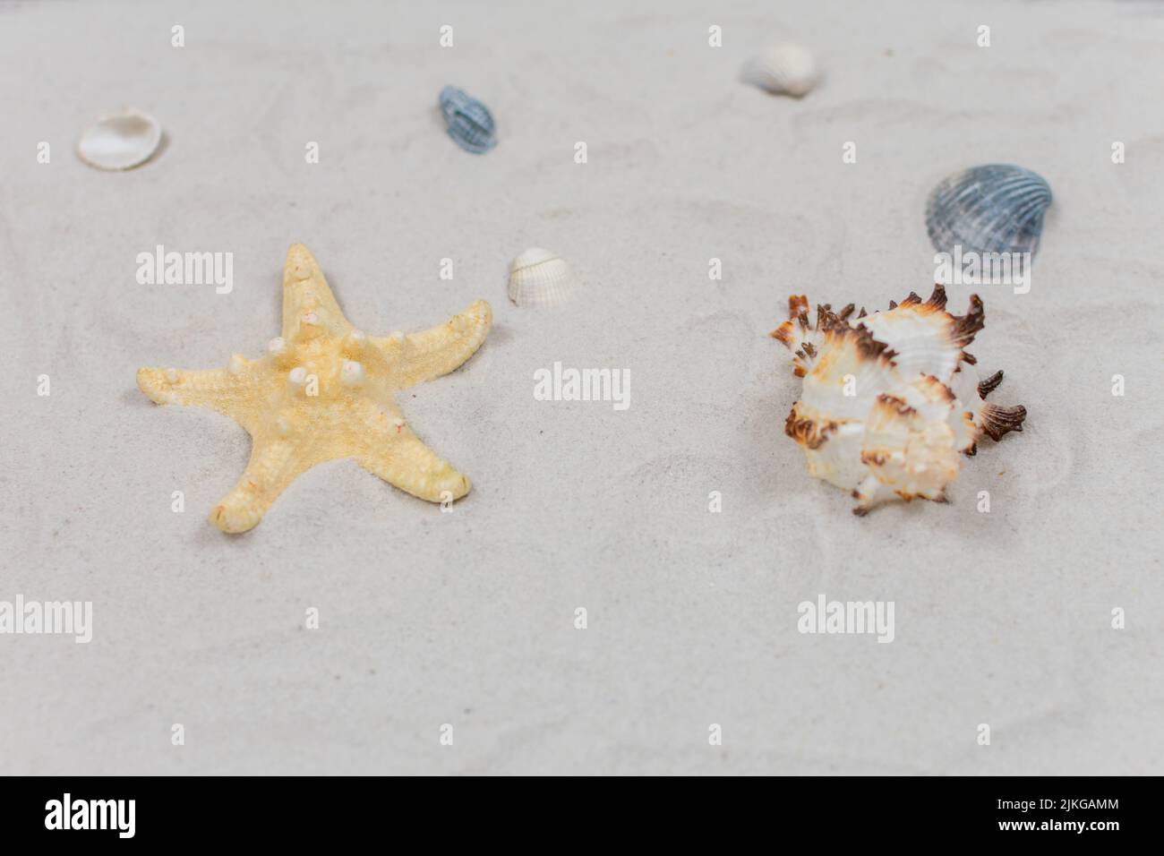 Starfish et coquillages sur le sable. Concept de la mer. Accent sélectif sur les coquillages et le sable. Place pour une inscription. Vue de dessus. Banque D'Images