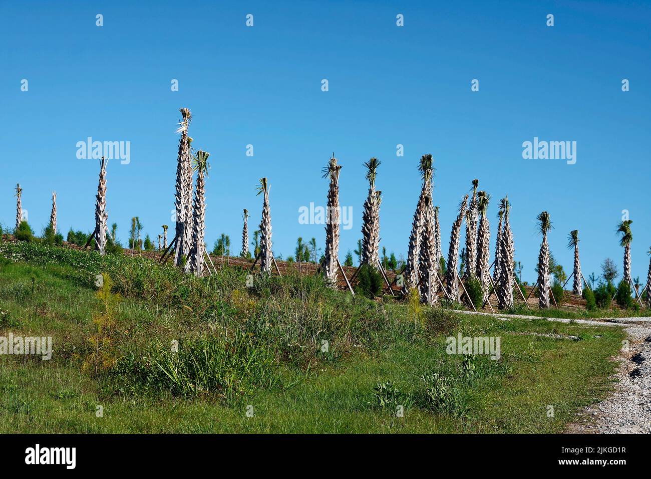 Beaucoup de palmiers nouvellement plantés, frondes coupées court, troncs soutenus avec des piquets de bois, proche ensemble, nature, FL, Floride Banque D'Images