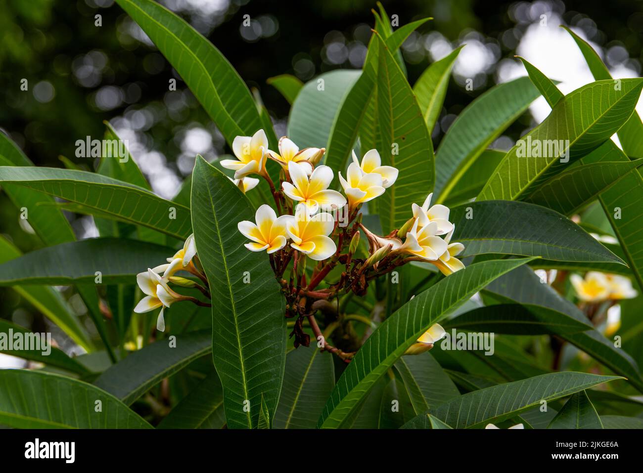 Un beau frangipani luxuriant planté dans le jardin Banque D'Images