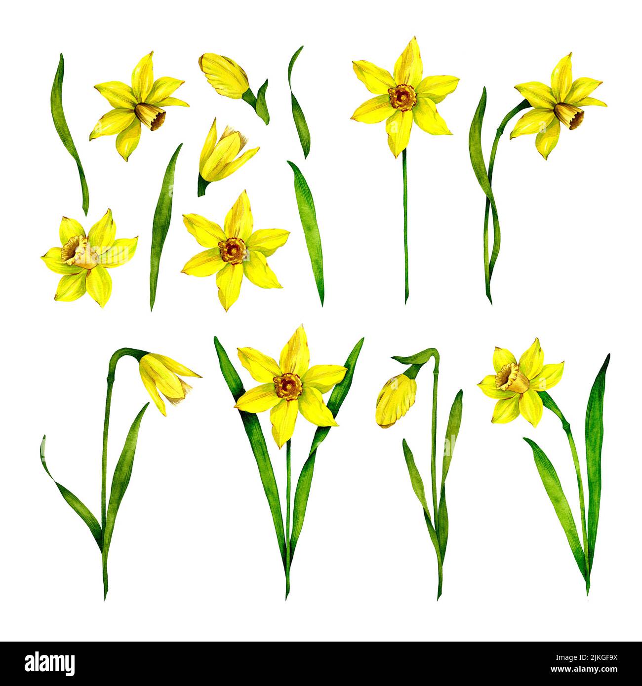 Jonquille de fleur d'aquarelle. Narcisse dessinées à la main. Ensemble isolé sur fond blanc. De belles plantes. Botanique. Banque D'Images