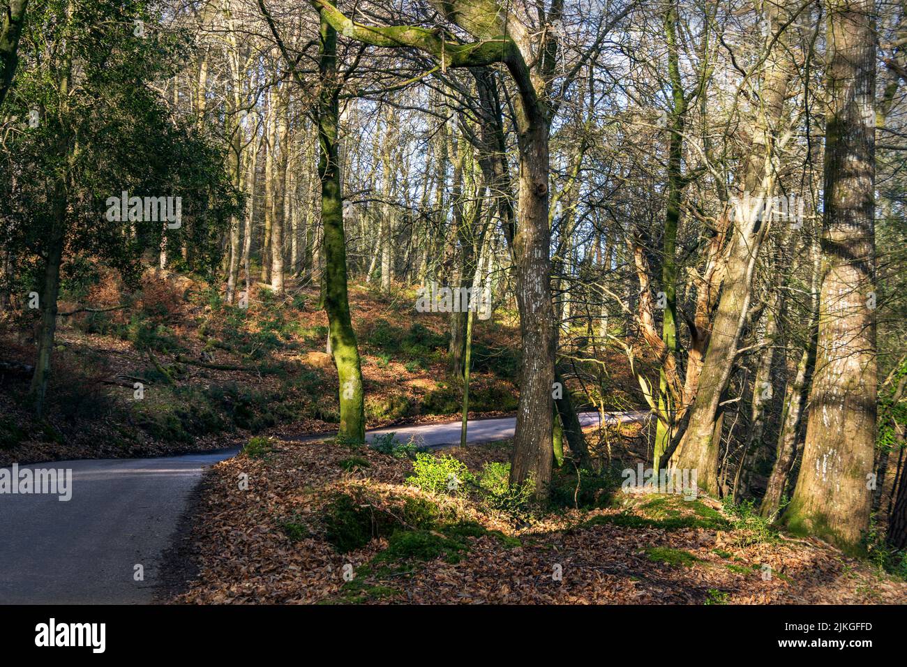 Une scène de bois près du parc national d'Exmoor à Devon, Royaume-Uni. Le soleil d'hiver illumine la mousse et la litière de feuilles sur le sol Banque D'Images