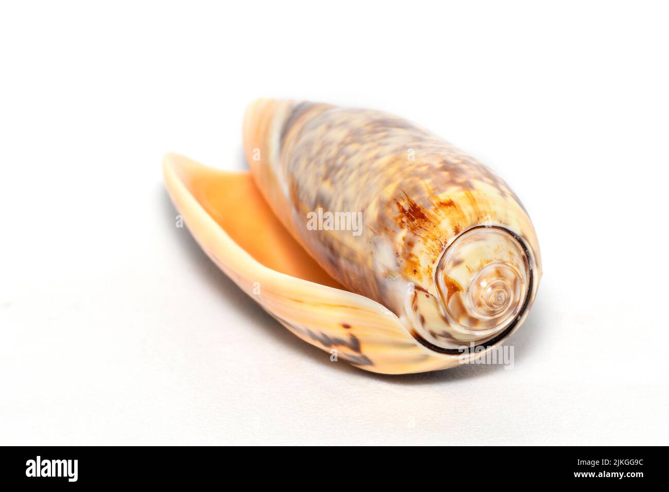 Cone du capitaine, coquillage naturel Conus capitaneus