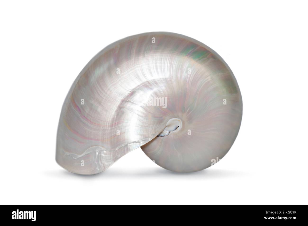 Image d'une coquille de perle d'un nautilus pompilius sur fond blanc. Coquillages. Animaux sous-marins. Banque D'Images