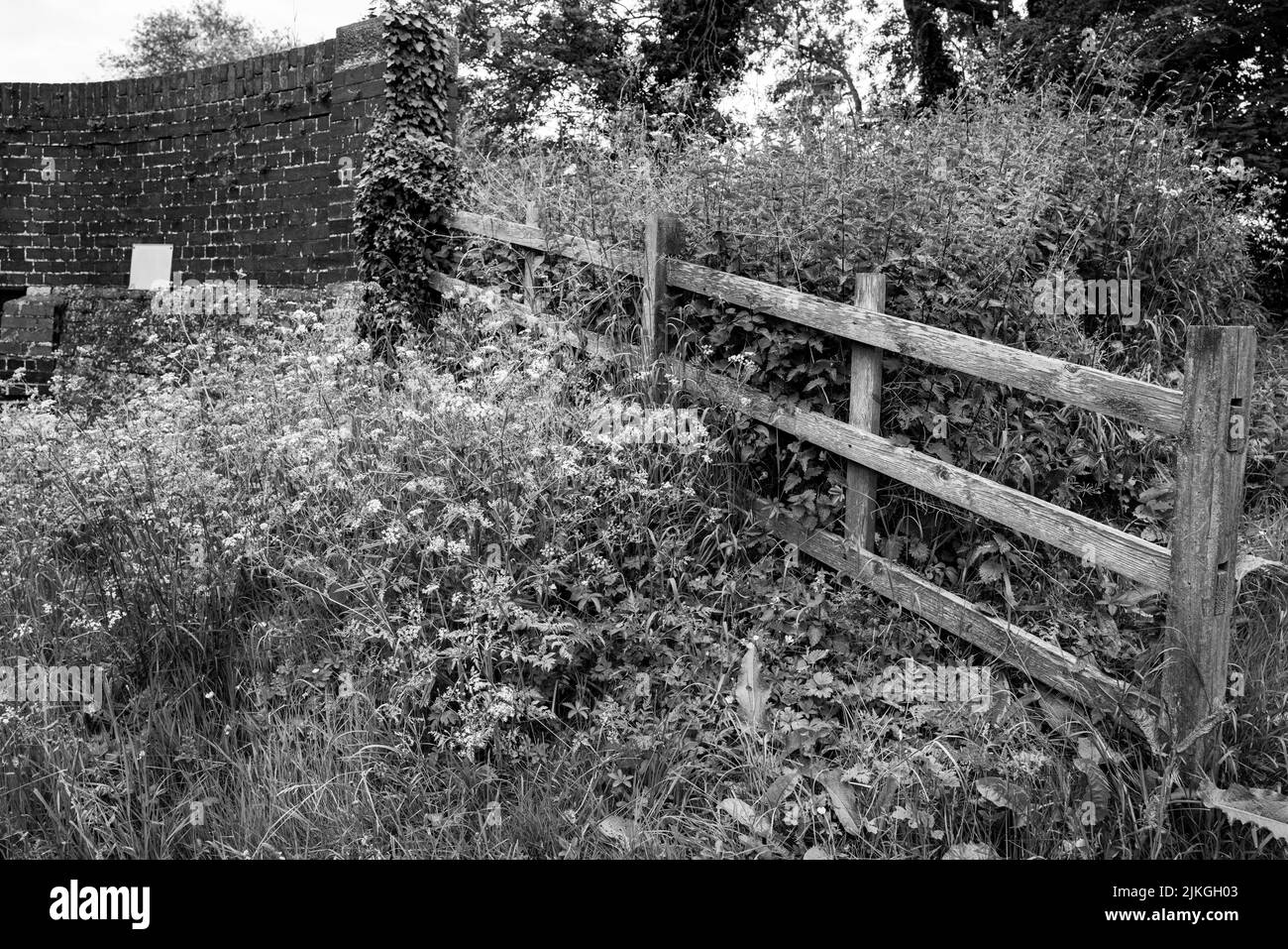 Clôture en bois et mauvaises herbes Banque D'Images